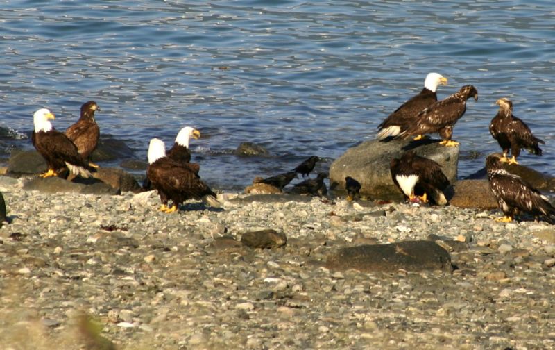 062404 Haines AK (10055)